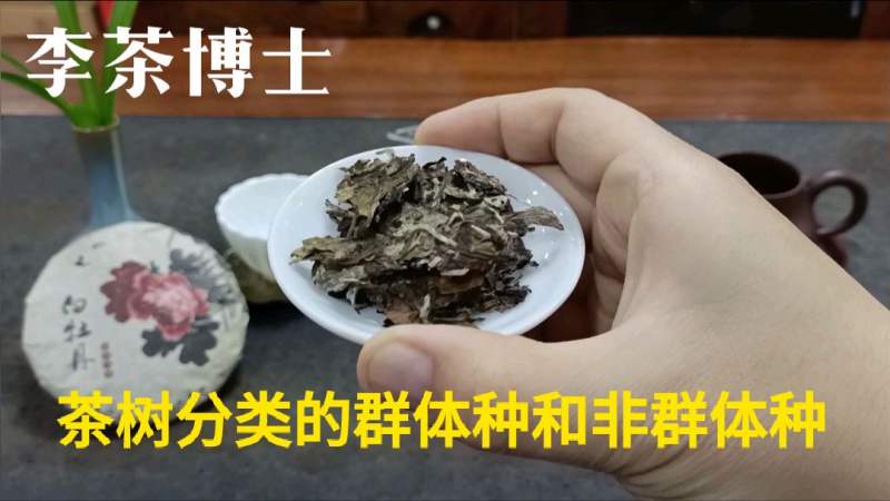 群体种茶树是什么意思(01/04)