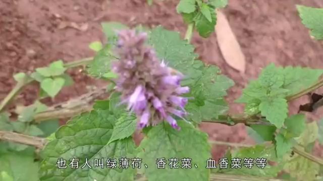 鱼香草的作用(02/06更新)