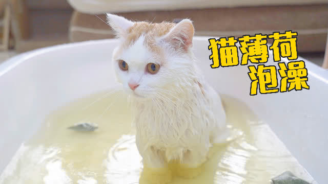猫咪洗澡最有效的方法