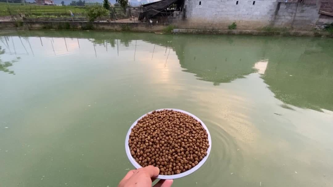 虾饲料能钓鱼吗?