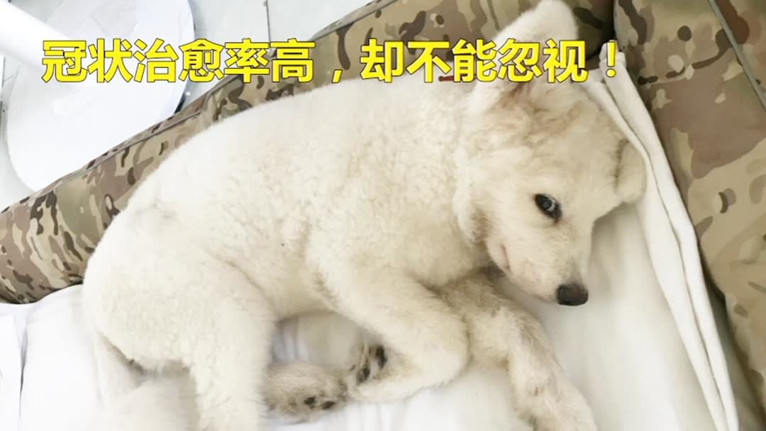 犬冠状病毒多少钱治疗(01/19)