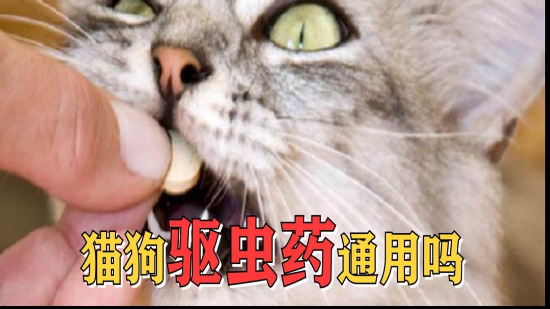 驱猫狗最有效的药