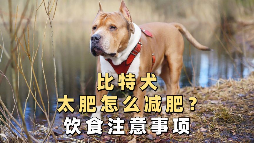 比特犬怎样减肥最有效(01/03)