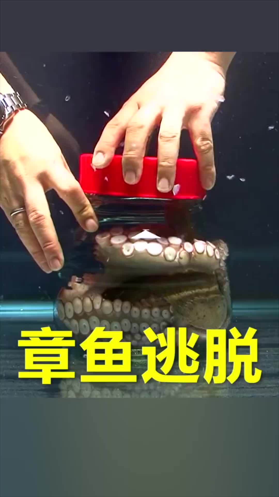 章鱼腕足的工作原理