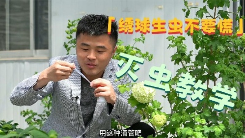 绣球花容易生虫吗