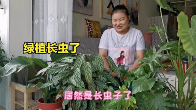 花叶子发黄变绿怎么治疗