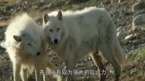 哪里买爱尔兰猎狼犬便宜