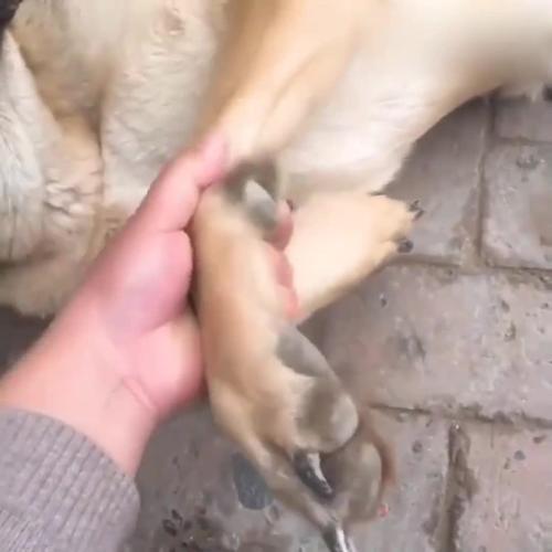 犬和狗有什么区别(06/29更新)