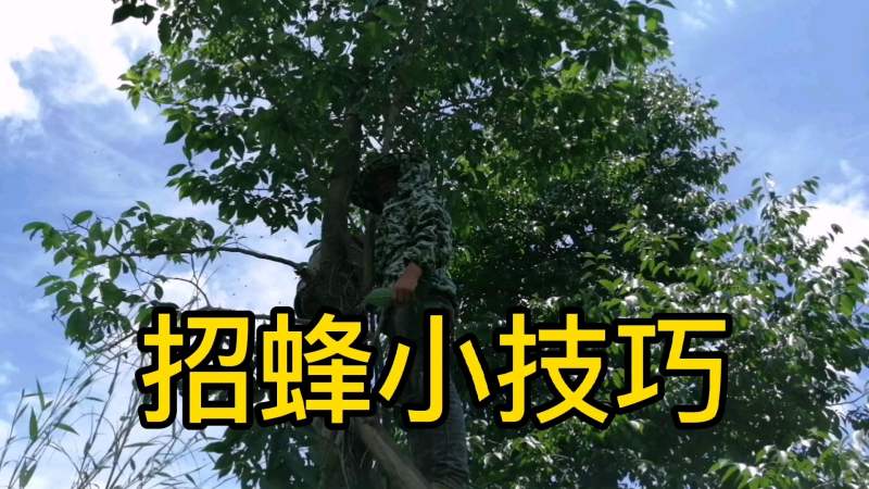 蜜蜂招蜂方法？(01/04)