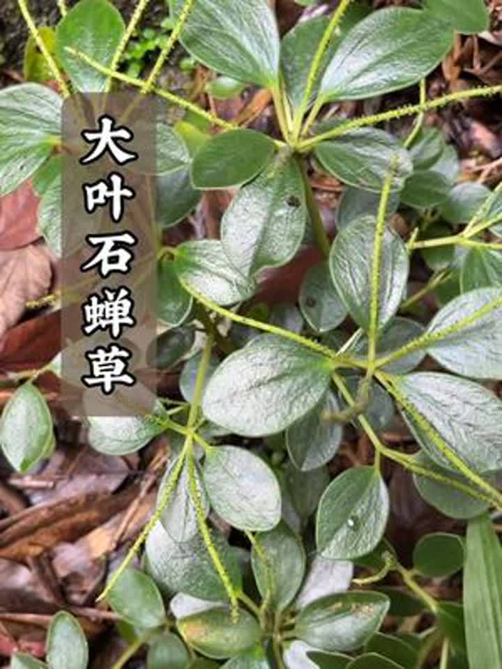 石蝉草的功效与作用(03/23更新)