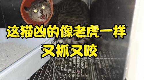 猫咪尿闭症怎么治？(01/20)