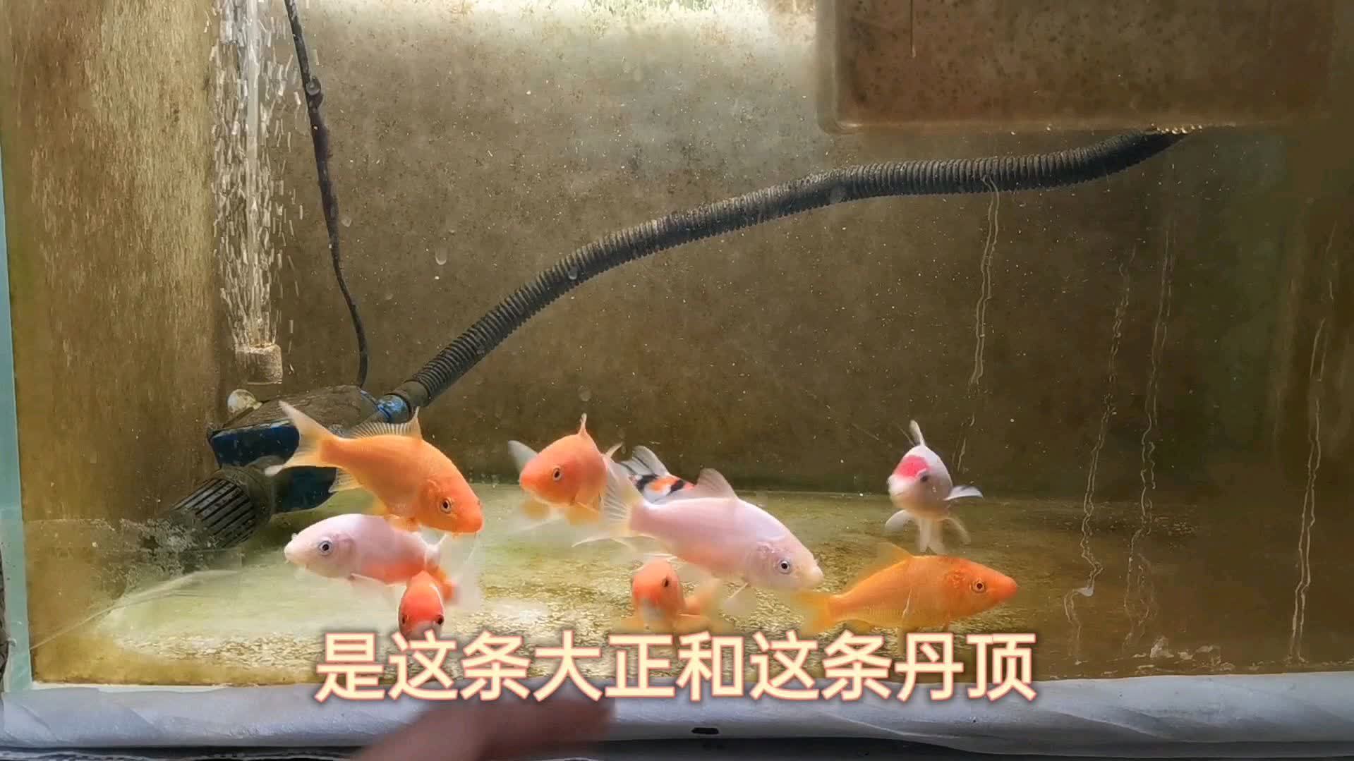 锦鲤加黄粉后不进食怎么办