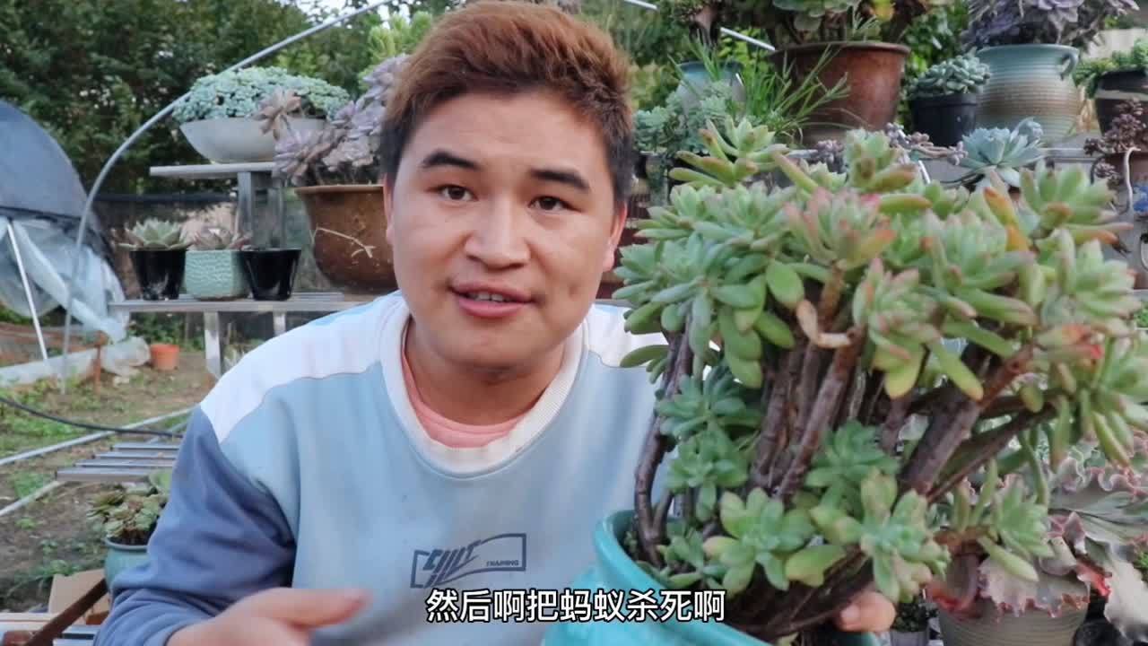 植物上长了蚂蚁怎么治疗(绿植里面有蚂蚁怎么处理？)