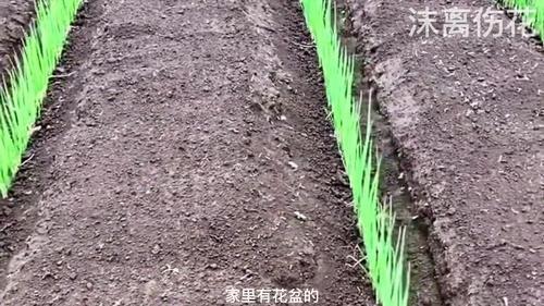 花盆种植方法