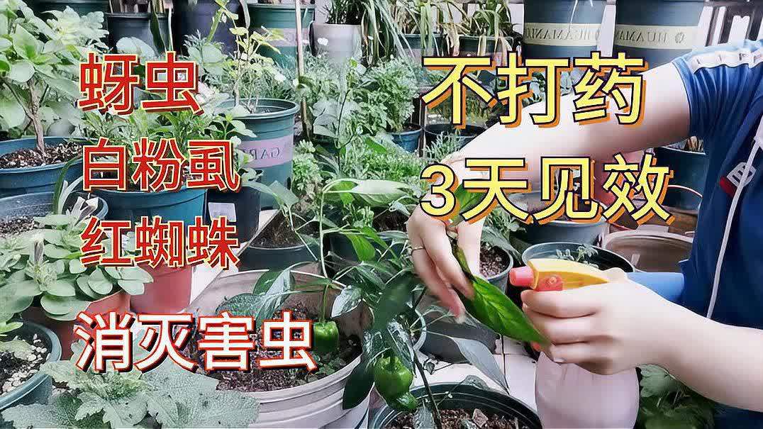 红蚜虫怎么除掉最有效(花草上的蚜虫应该怎么办)