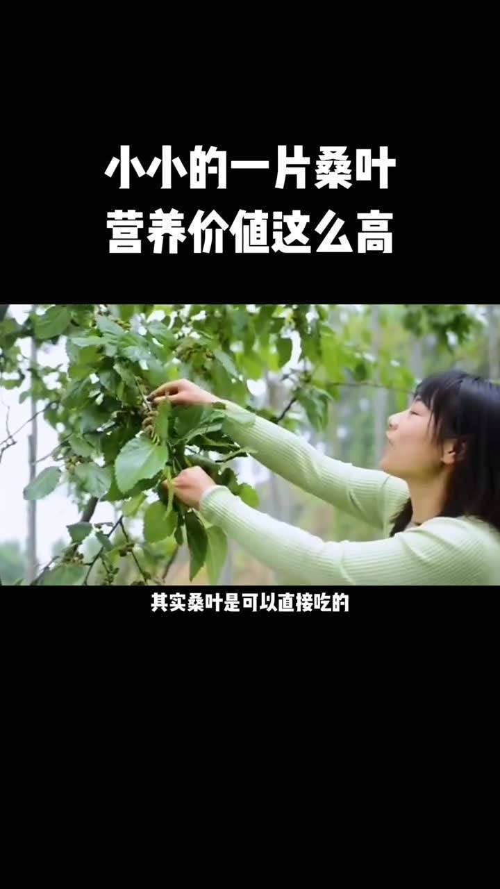 霜桑叶的七大功效(01/10)