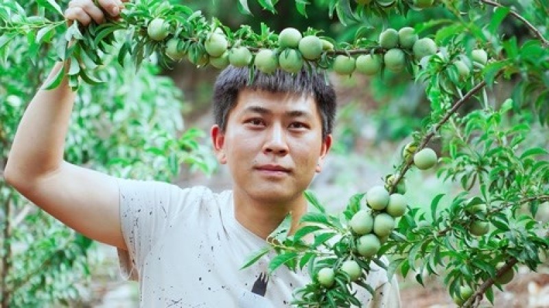 云南哪里有青脆李