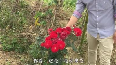 玫瑰花的功效与作用