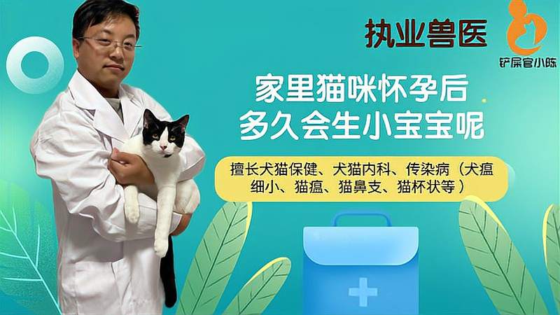 猫生了以后多久会怀孕(12/30)