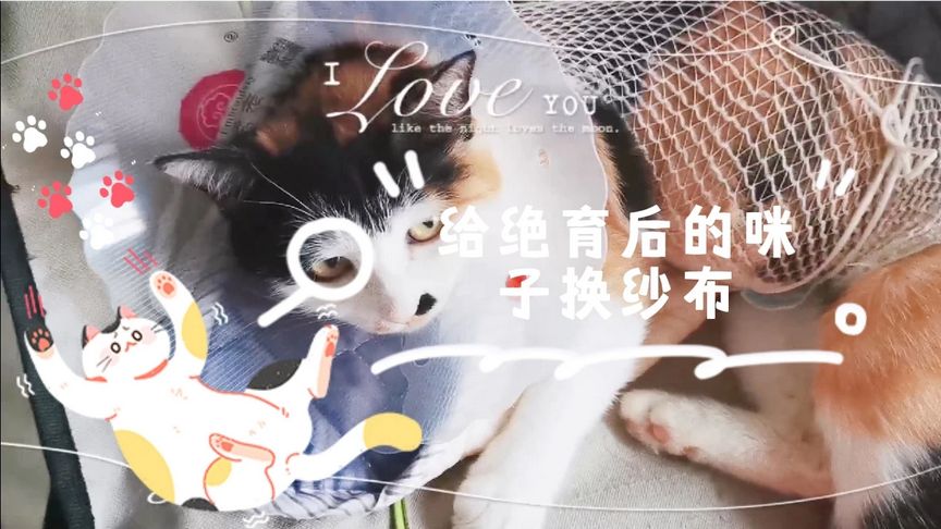 母猫绝育后脚上的纱布能拆吗？