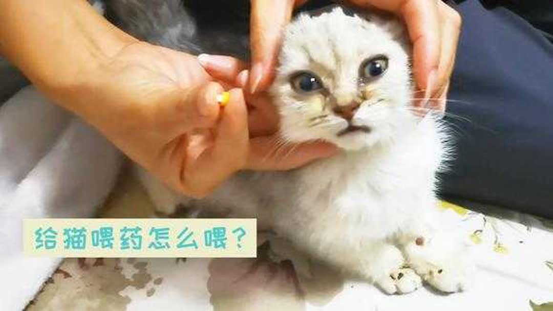 幼猫猫癣怎么治好得快，猫癣用什么药好的快？