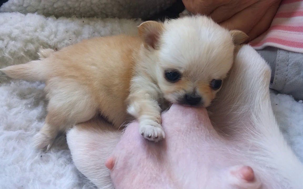 吉娃娃能长大多大啊？