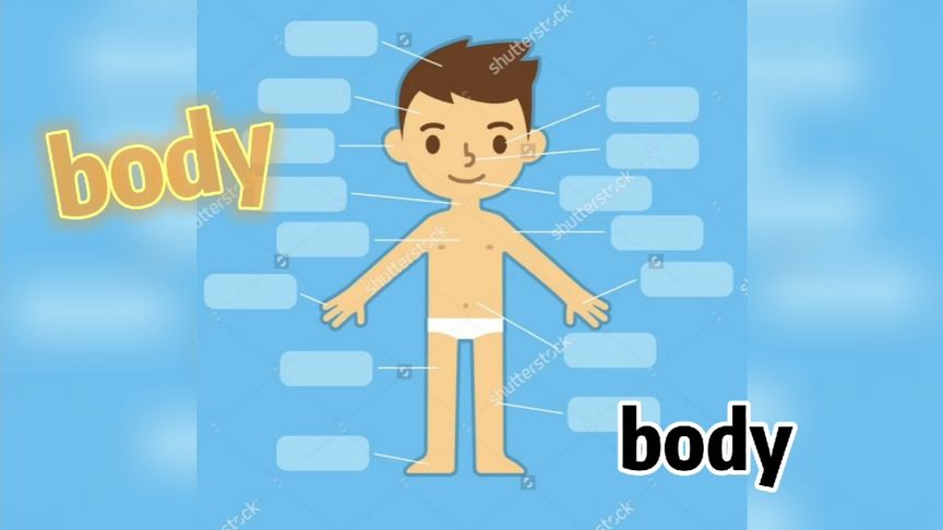 body是什么意思