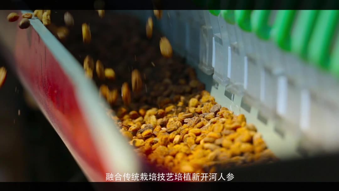 新开河参的功效与作用(怀参片的功效与作用)