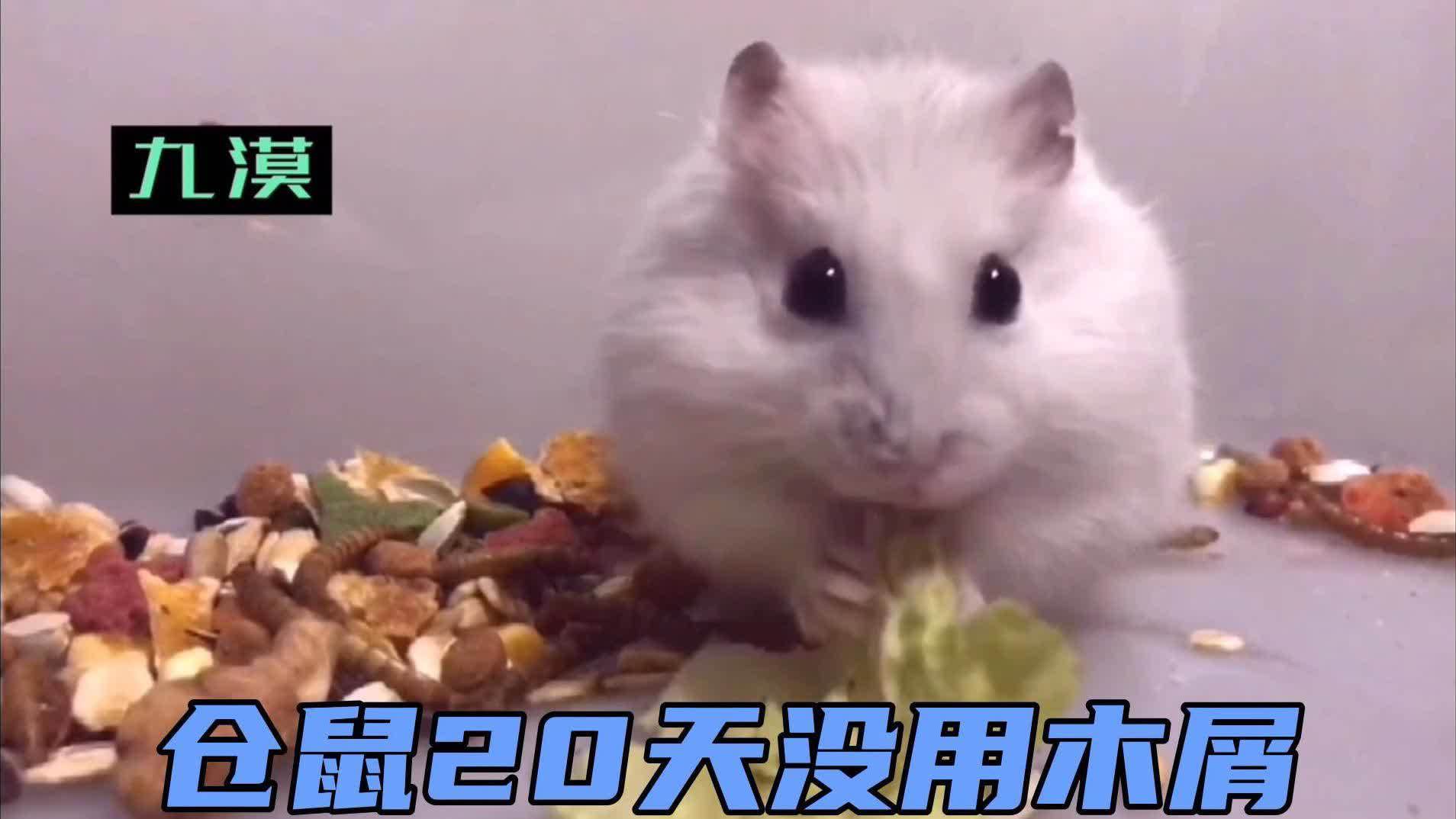 哪家仓鼠木屑比较好用