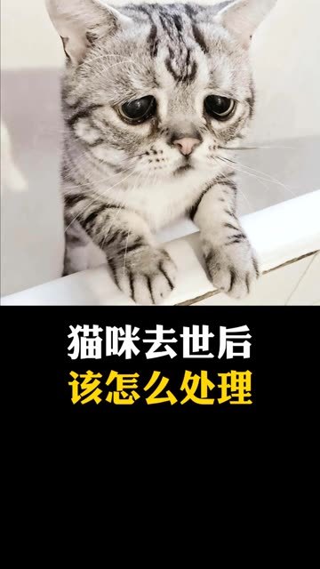 猫猫去世后可以放多久(01/02)