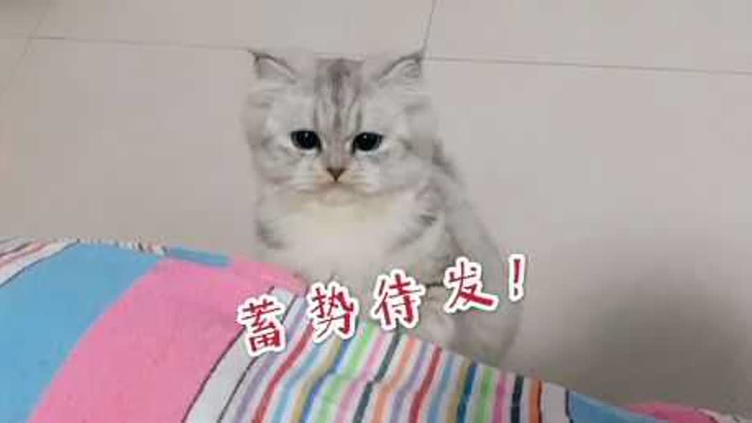 怎么跟猫玩(07/02更新)