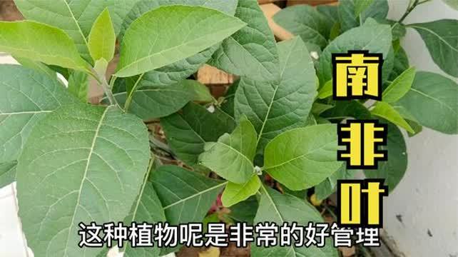 南非叶的功效与作用