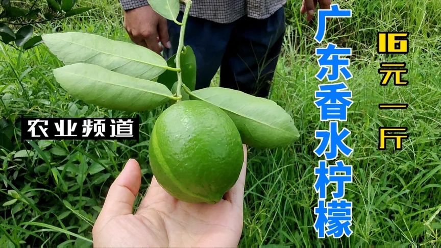 广东香水柠檬产地？
