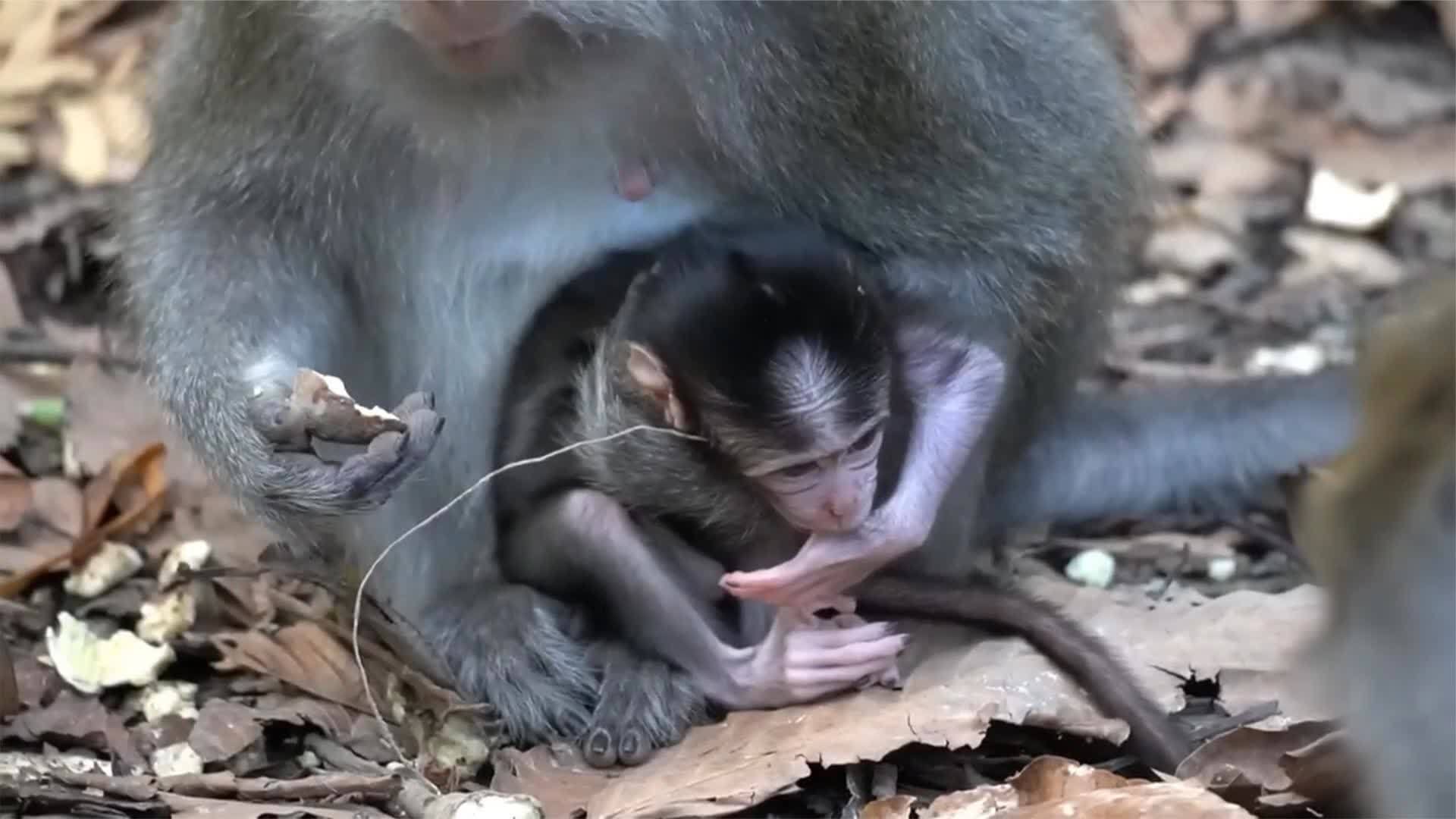 小猴怎么样的