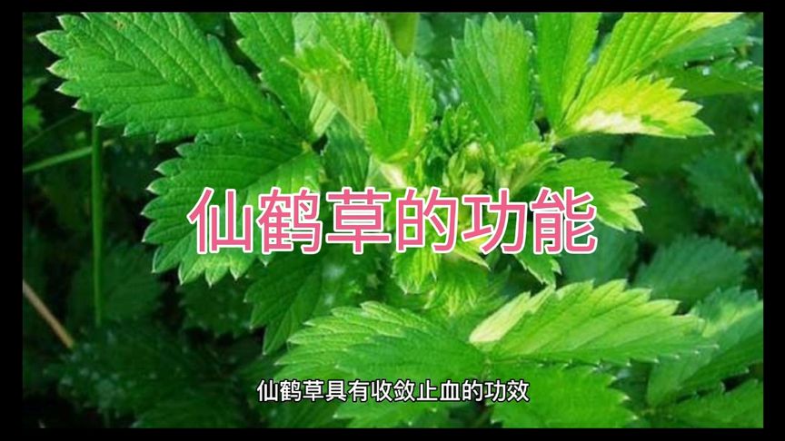 中药仙鹤草的作用与功效