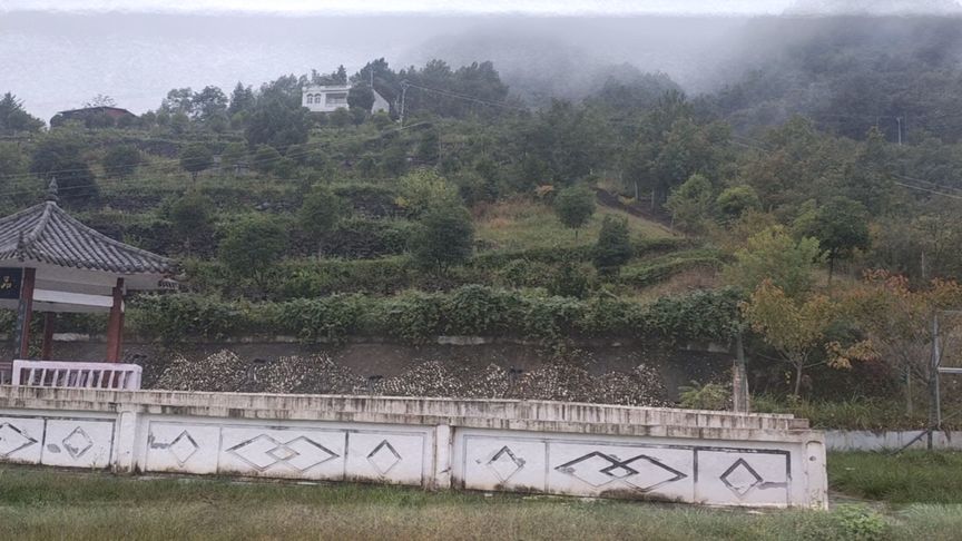 牛蹄茶有什么用途？