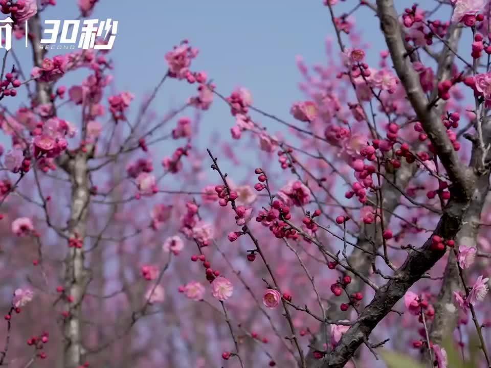 内江十大赏花好去处，内江桃花岛旅游路线(资中哪里赏花)