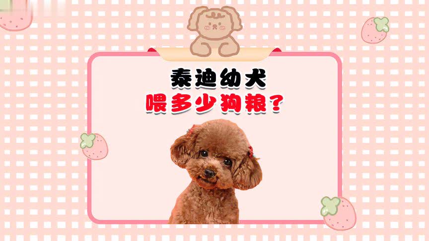 泰迪幼犬吃多少量合适？