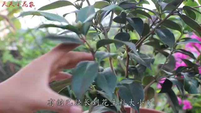 茶花放什么减肥最有效(02/07更新)