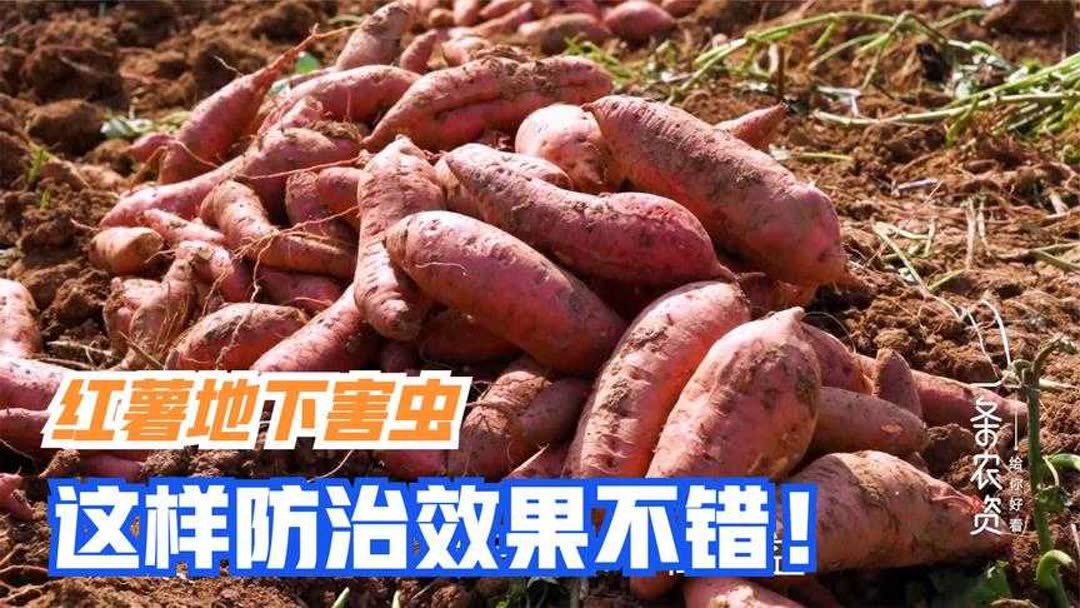 红薯地里生虫怎么治疗(红薯地下害虫怎样防治？)