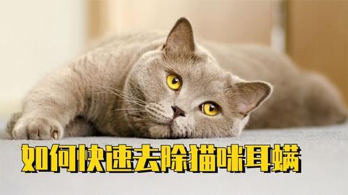 猫咪消除耳螨最快方法？