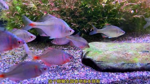 蝾螈怎么养(07/04更新)