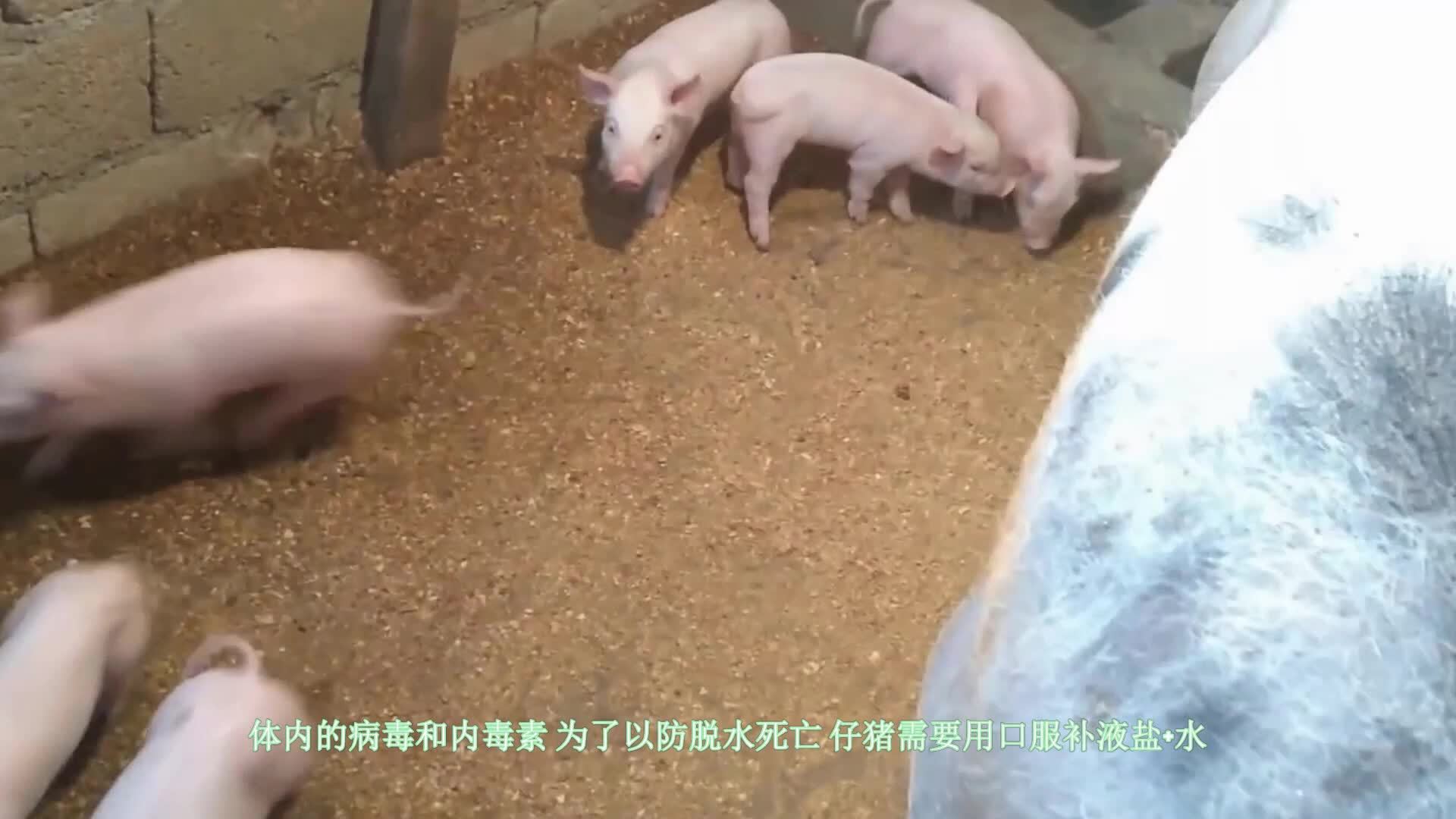 育肥猪拉稀的治疗方法(01/25更新)