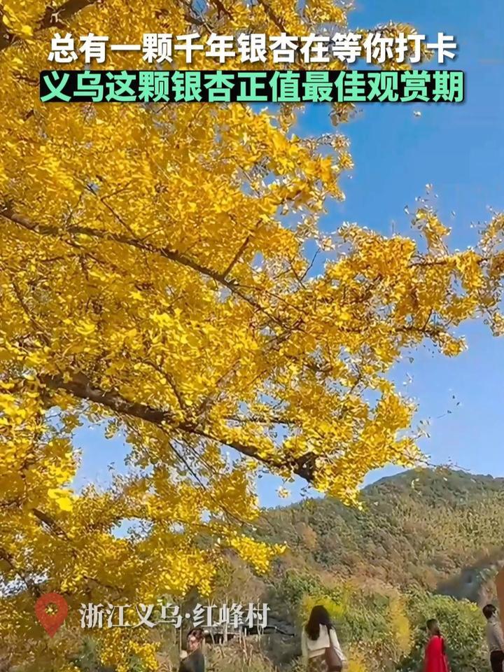 浙江大陈镇有哪些村(浙江义乌有什么地方)