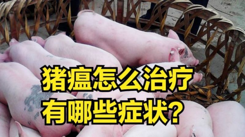 慢性型的猪瘟怎么治疗(02/03更新)