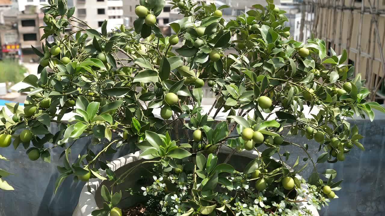 果实累累 造句