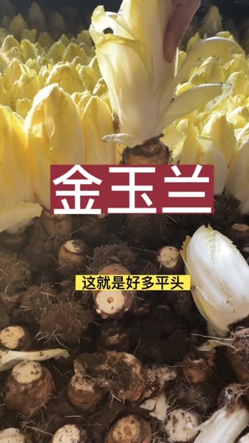 金玉兰菜的功效与作用(03/29更新)