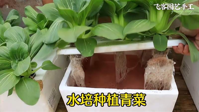 水培的菜好不好种