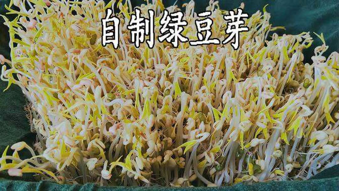 生绿豆芽简单方法