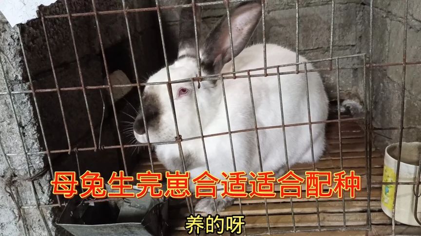 兔子发情后多久生小兔？